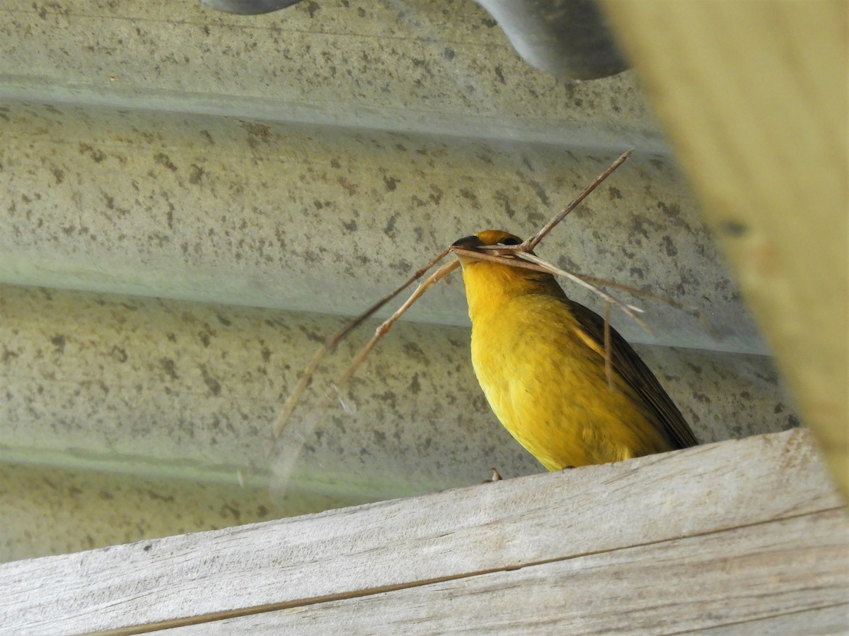 Saffron Finch - ML620792806