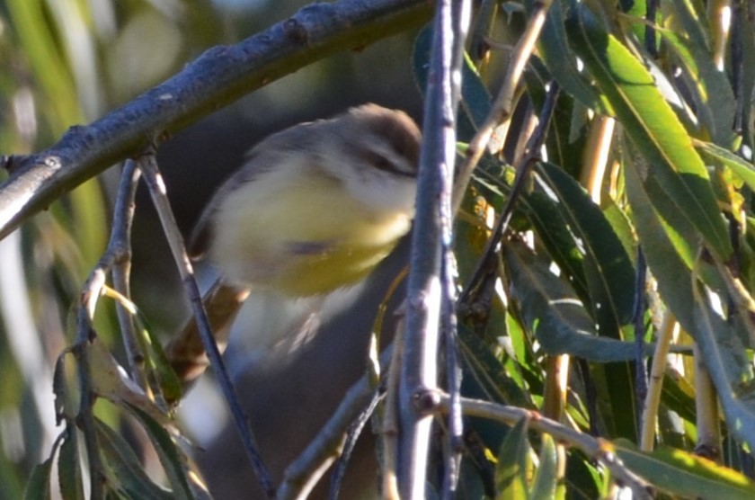 prinia sp. - Cameron Blair