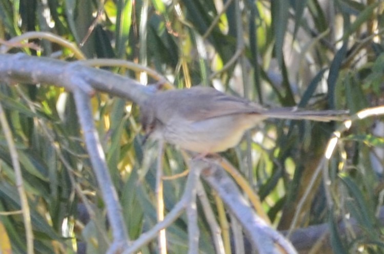 Prinia, unbestimmt - ML620792808