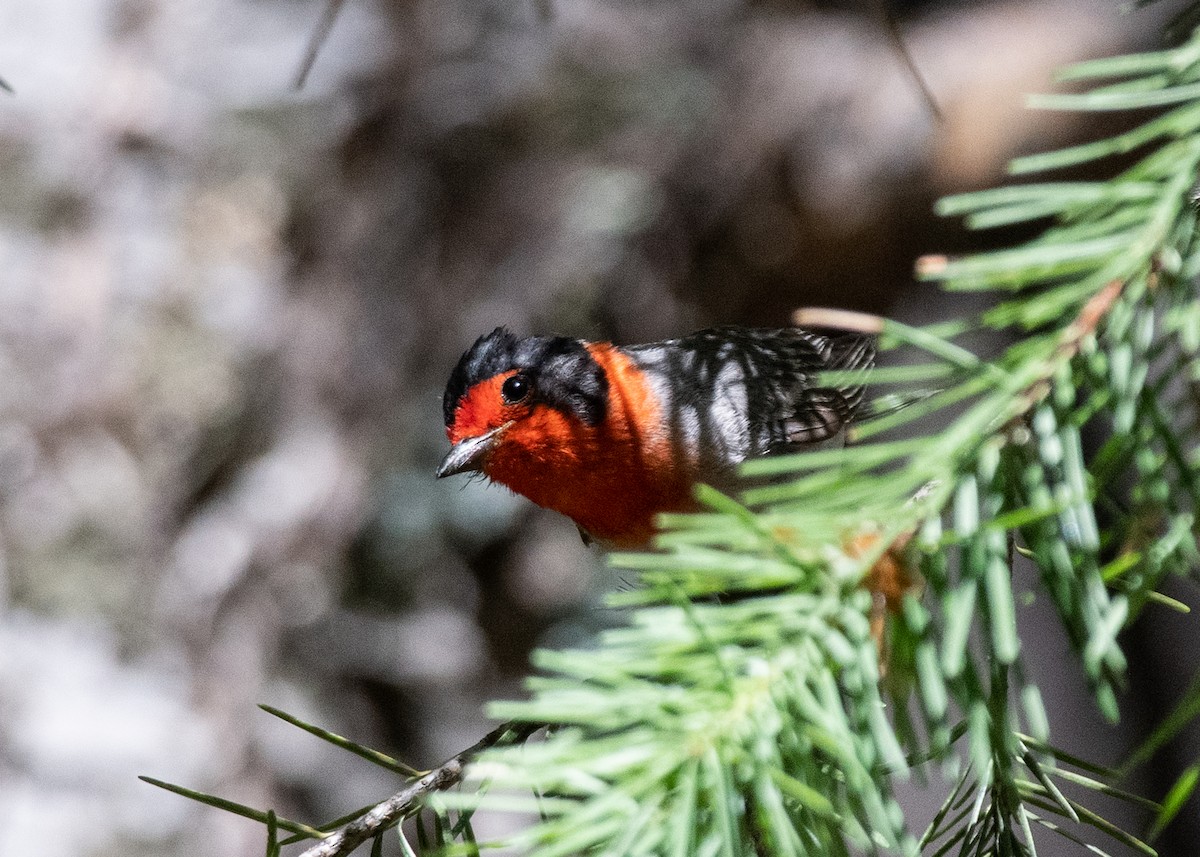 Red-faced Warbler - ML620792809