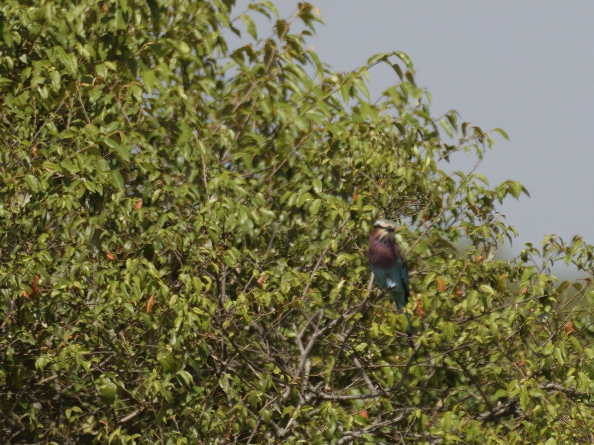 Lilac-breasted Roller (Lilac-breasted) - ML620792810