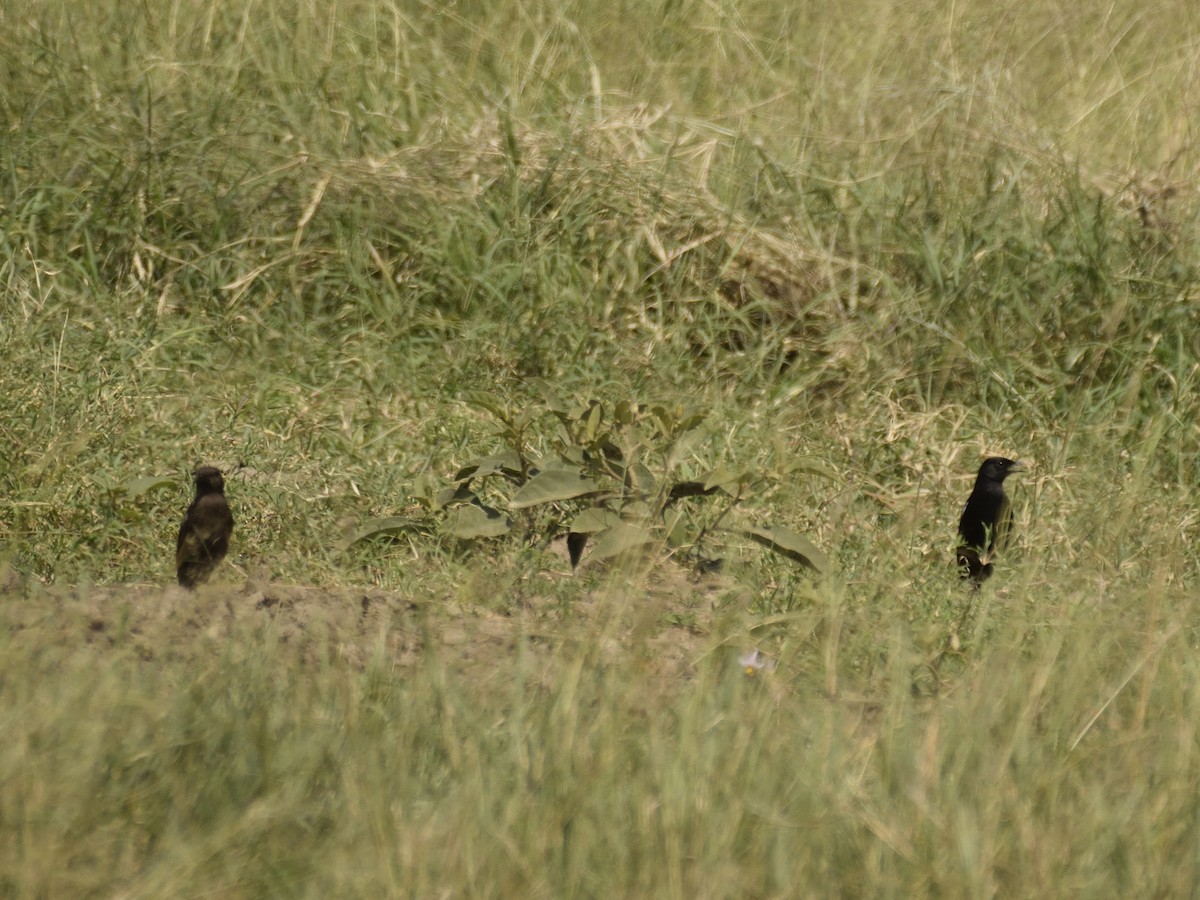 Northern Anteater-Chat - ML620792816