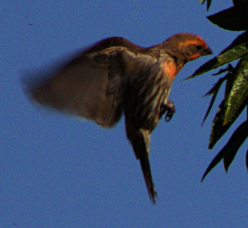 House Finch - Andrew Melnick