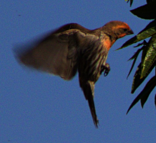 House Finch - ML620792817