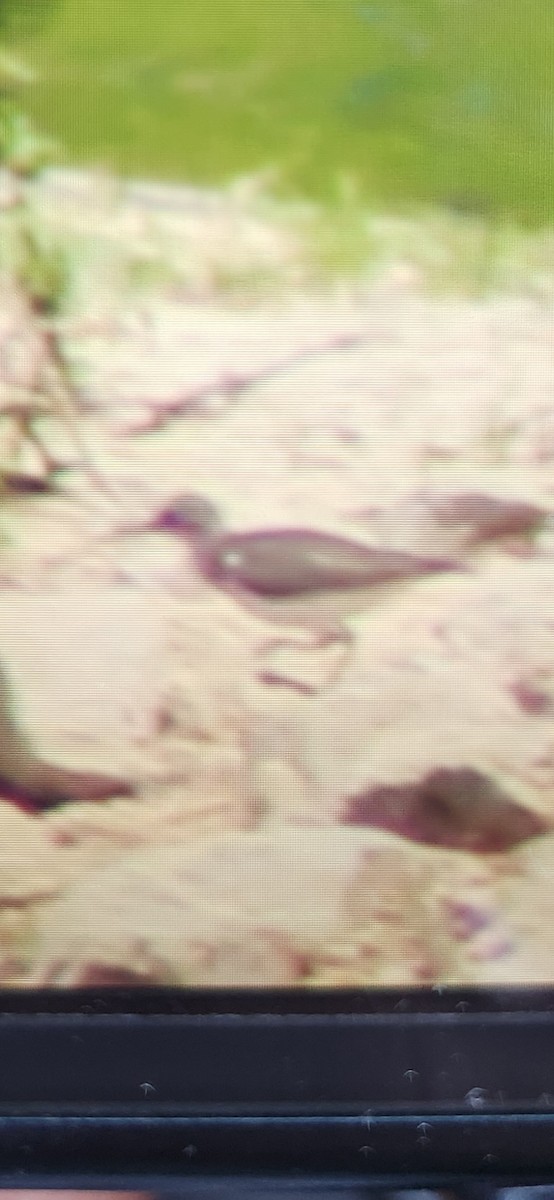 Spotted Sandpiper - Kyle Rambo