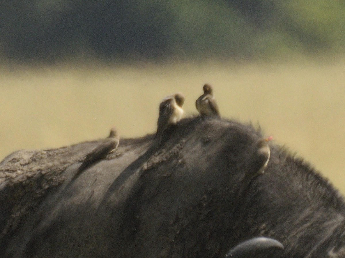 Red-billed Oxpecker - ML620792822