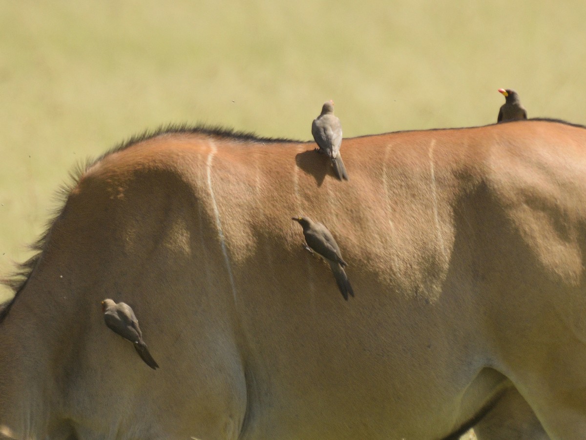 Red-billed Oxpecker - ML620792823