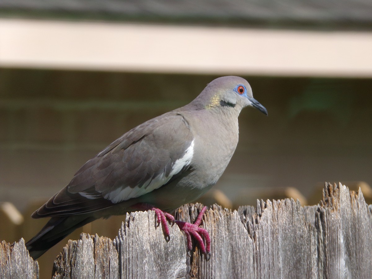 White-winged Dove - ML620792838