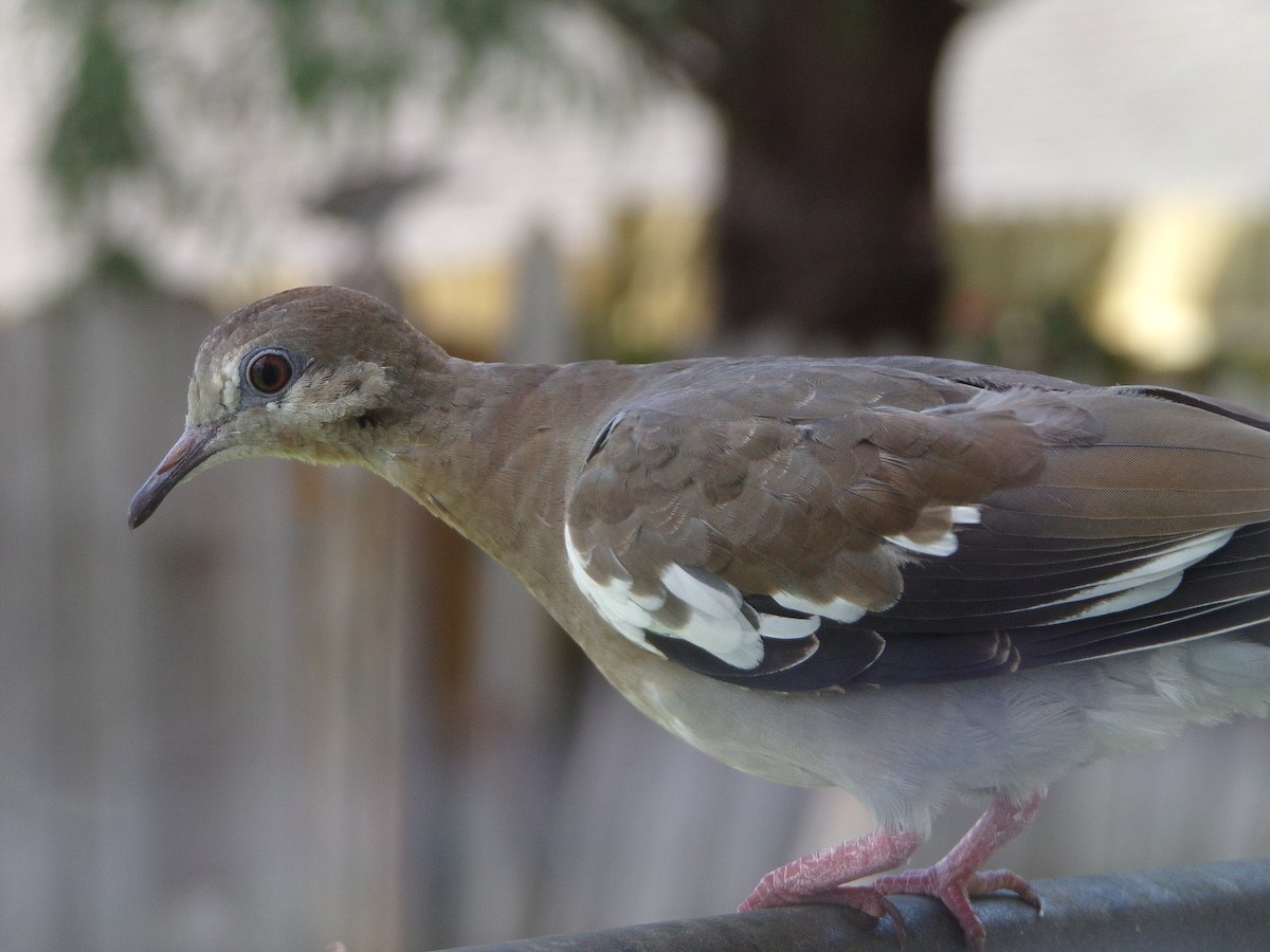 White-winged Dove - ML620792840