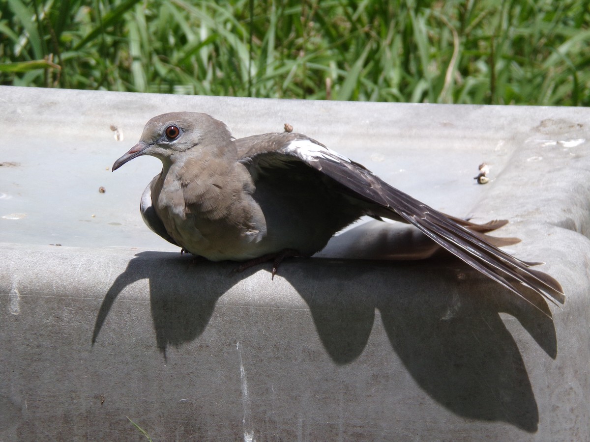 White-winged Dove - ML620792842