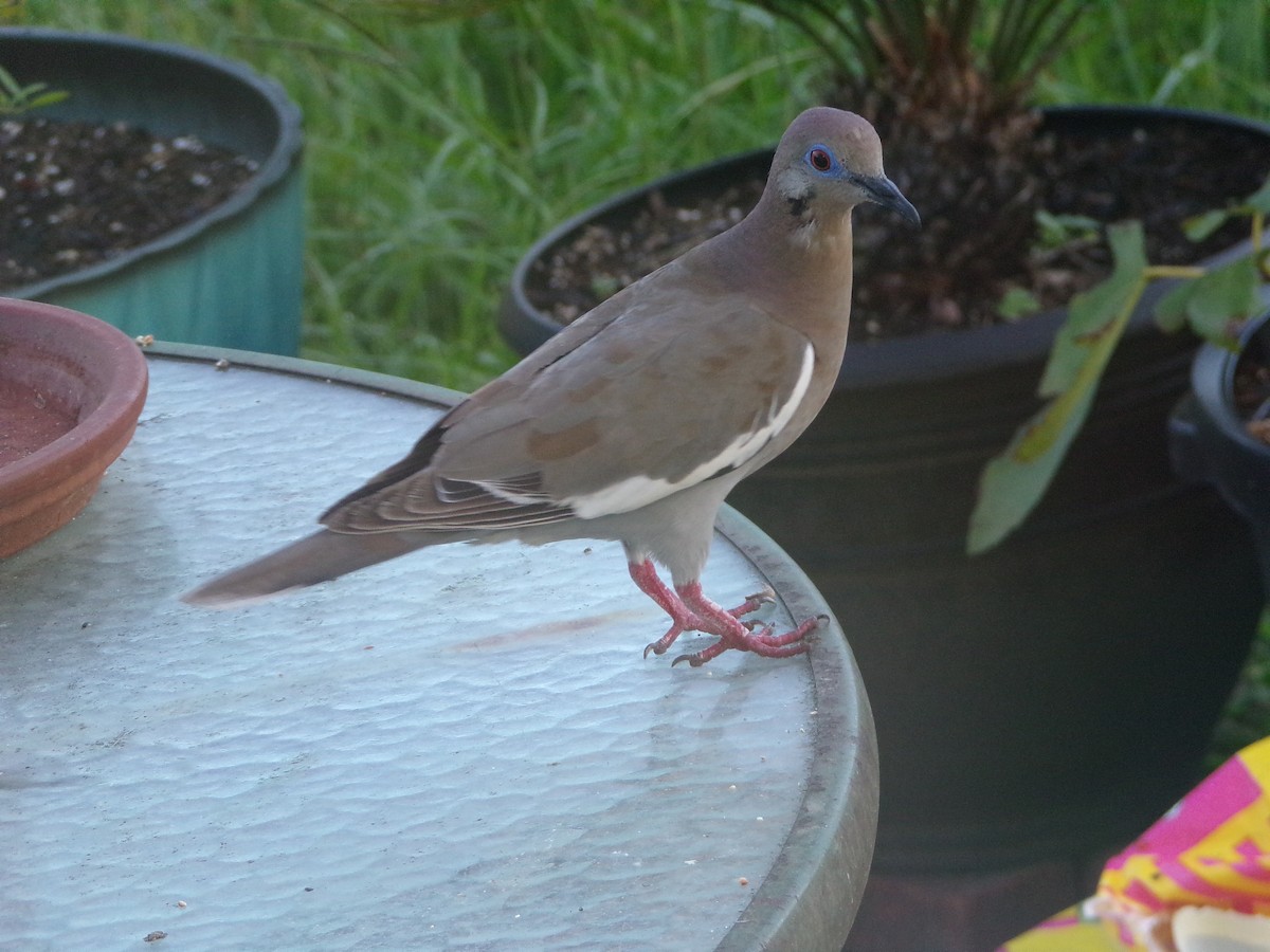 White-winged Dove - ML620792845