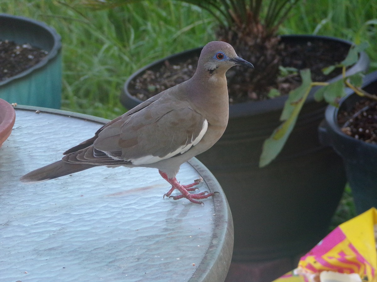 White-winged Dove - ML620792846