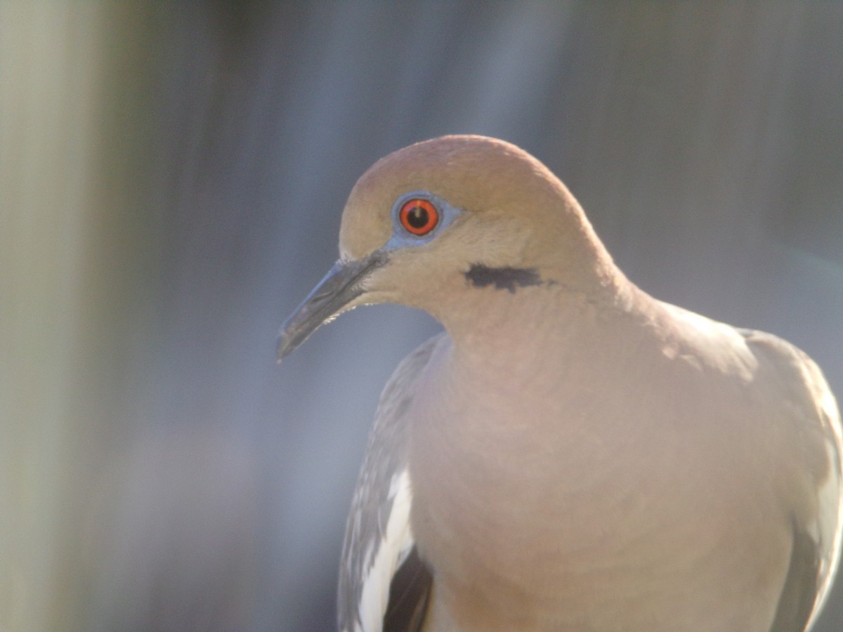 White-winged Dove - ML620792847