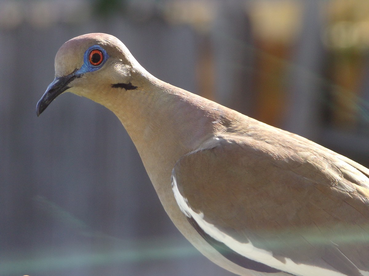 White-winged Dove - ML620792848