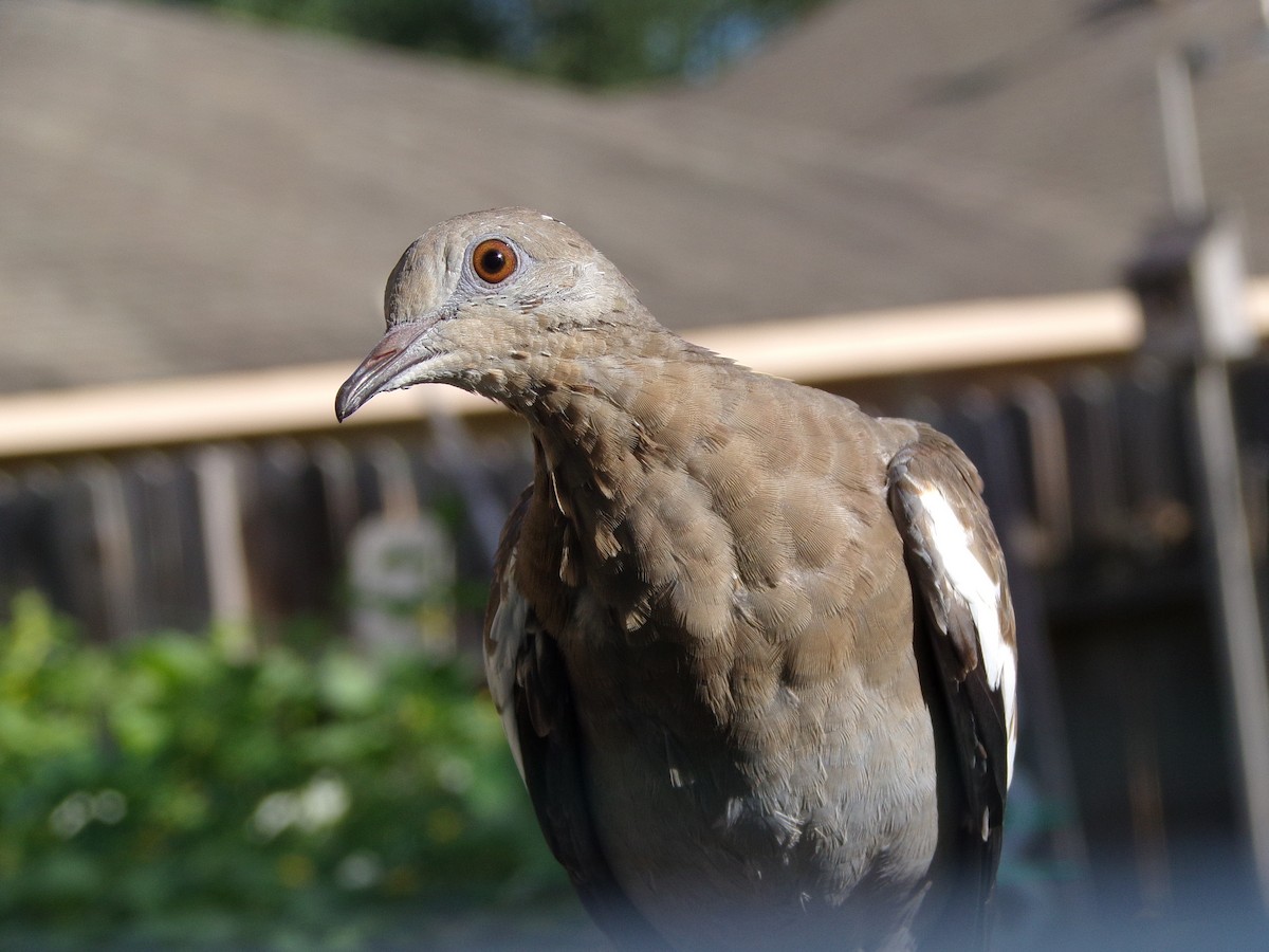 White-winged Dove - ML620792849