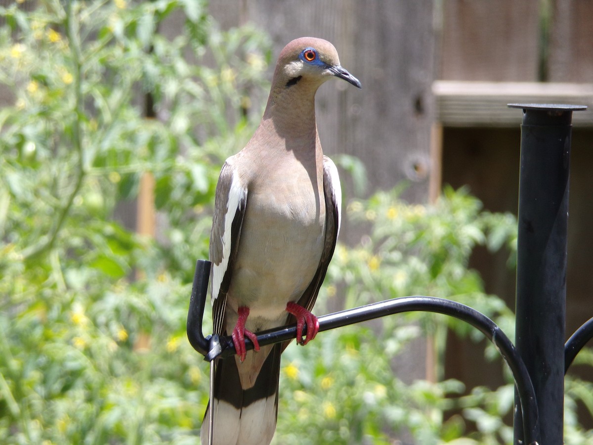 White-winged Dove - ML620792850