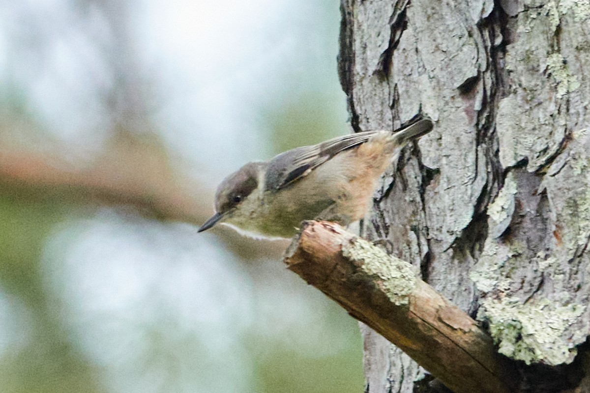 Brown-headed Nuthatch - ML620792852