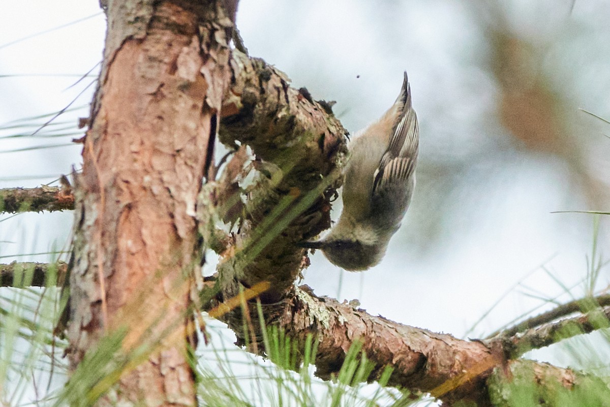 Brown-headed Nuthatch - ML620792853