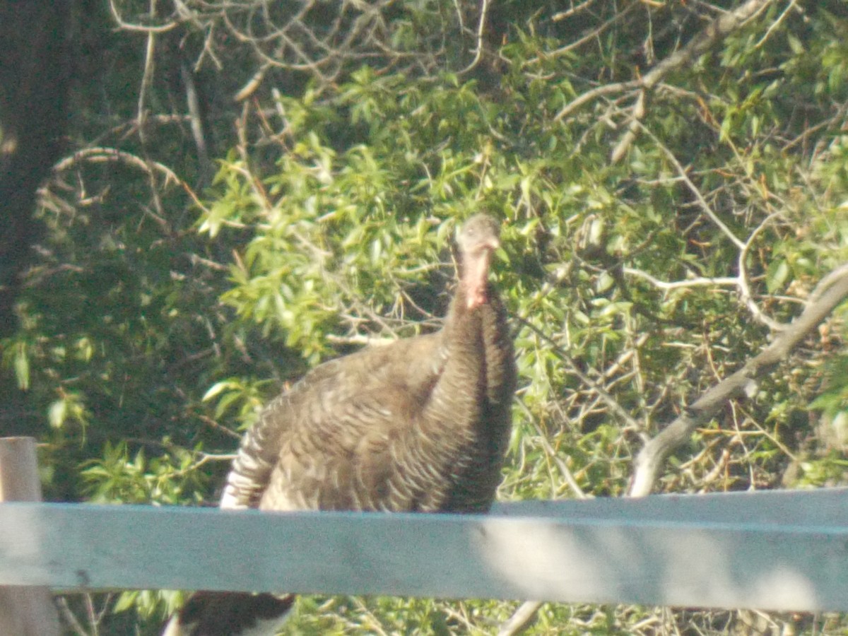 Wild Turkey - ML620792854