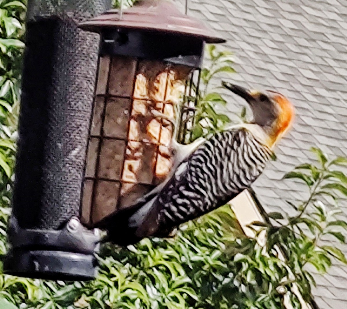 Golden-fronted Woodpecker - ML620792856