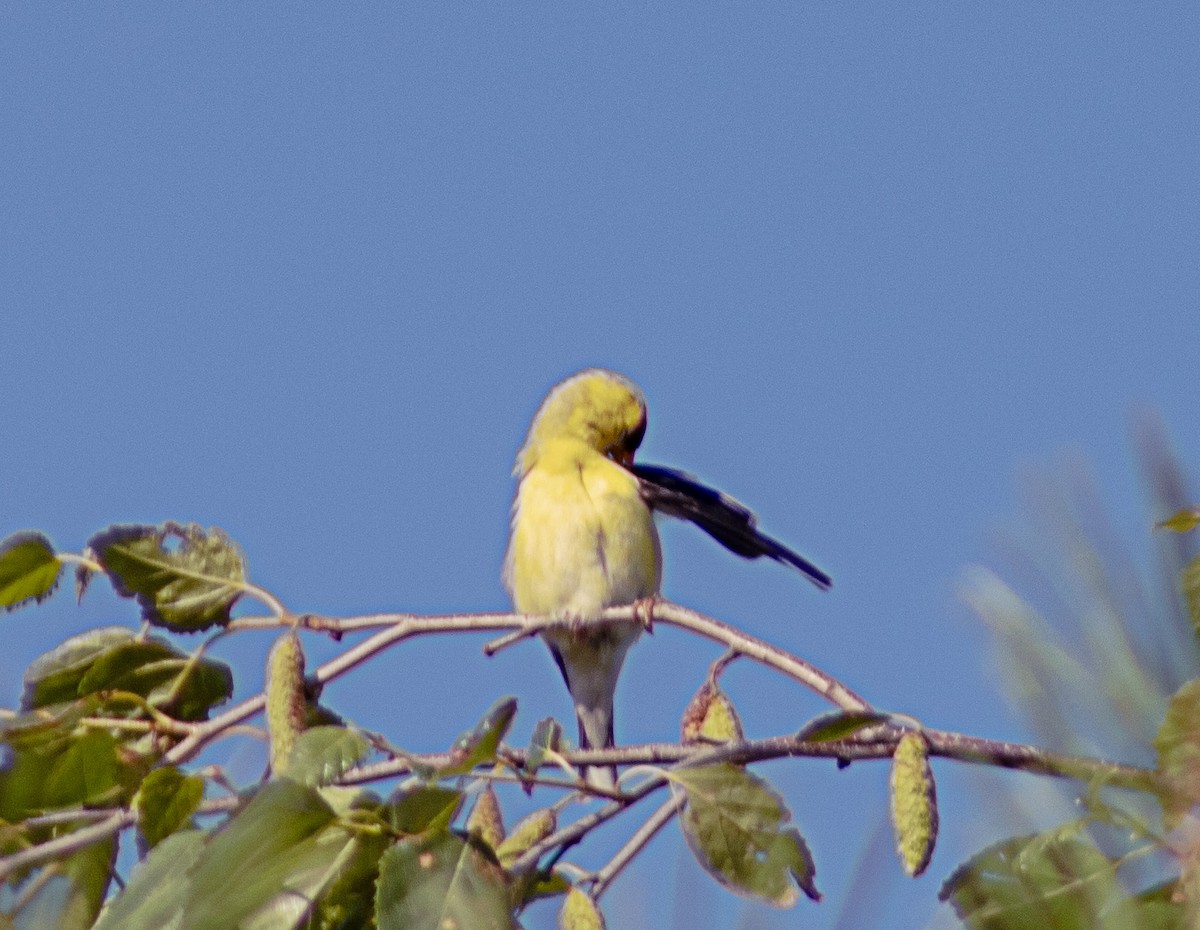 American Goldfinch - ML620792857