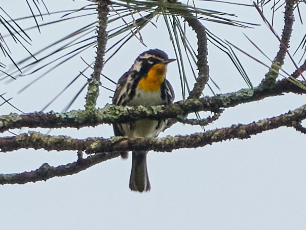 Yellow-throated Warbler - ML620792858