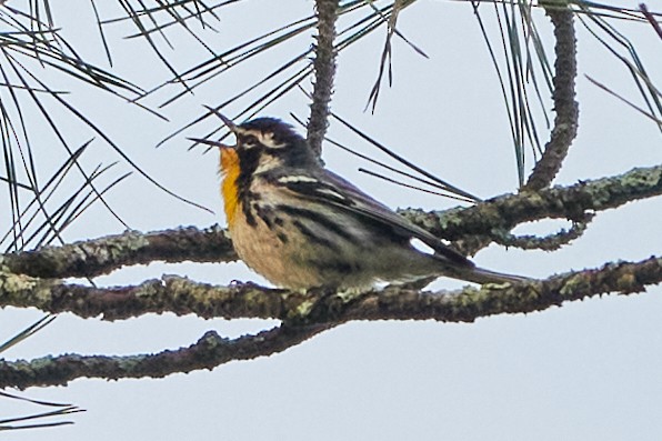 Yellow-throated Warbler - ML620792859