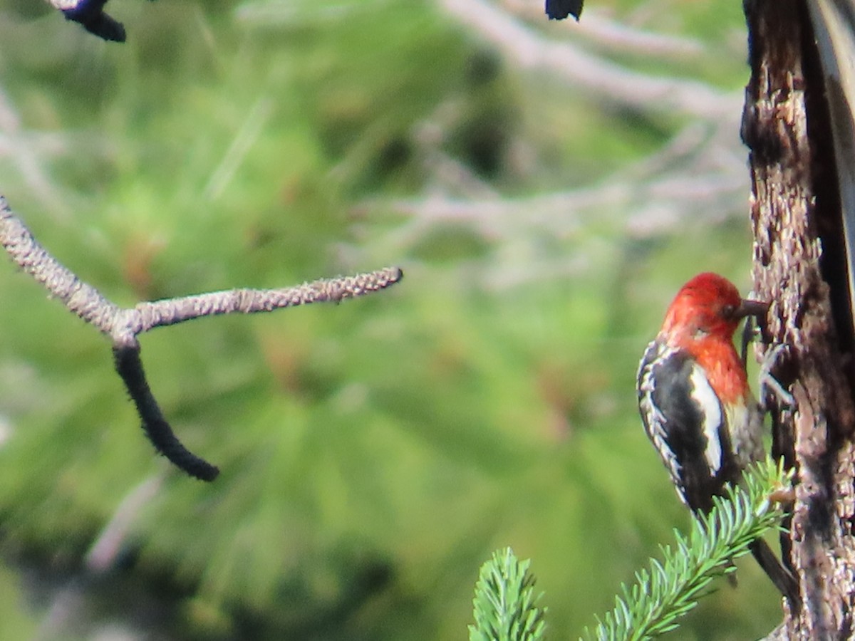 Red-breasted Sapsucker - ML620792863