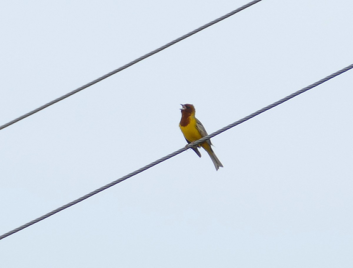 Red-headed Bunting - ML620792865