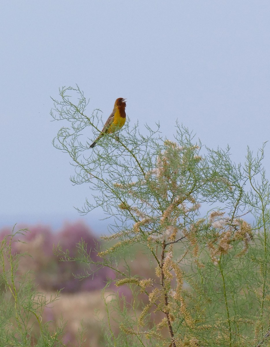 Red-headed Bunting - ML620792866