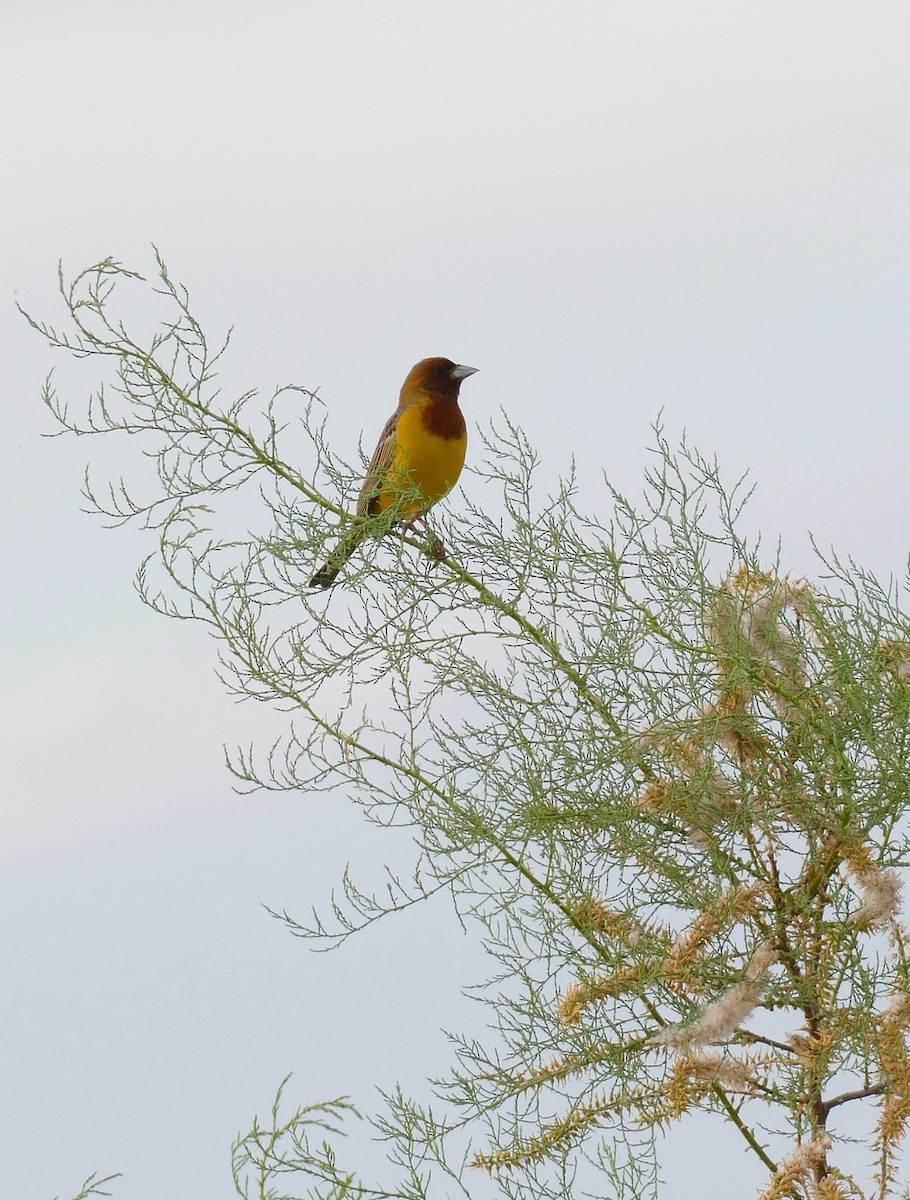 Red-headed Bunting - ML620792867