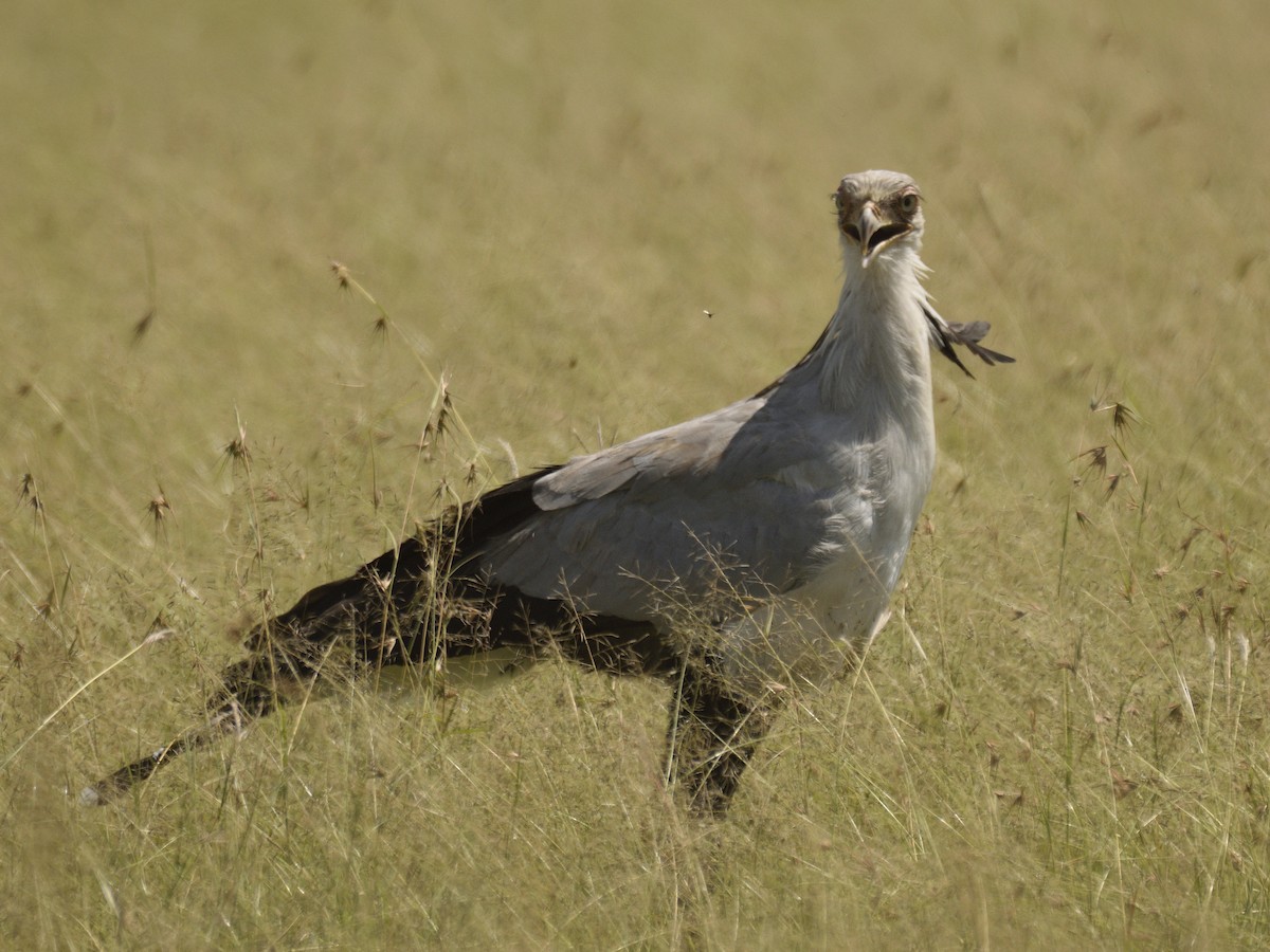 Sekretär - ML620792877