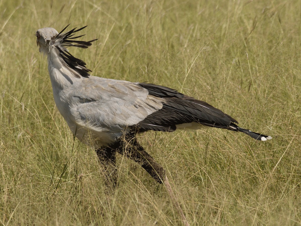 Secretarybird - MAYANK NAMDEO