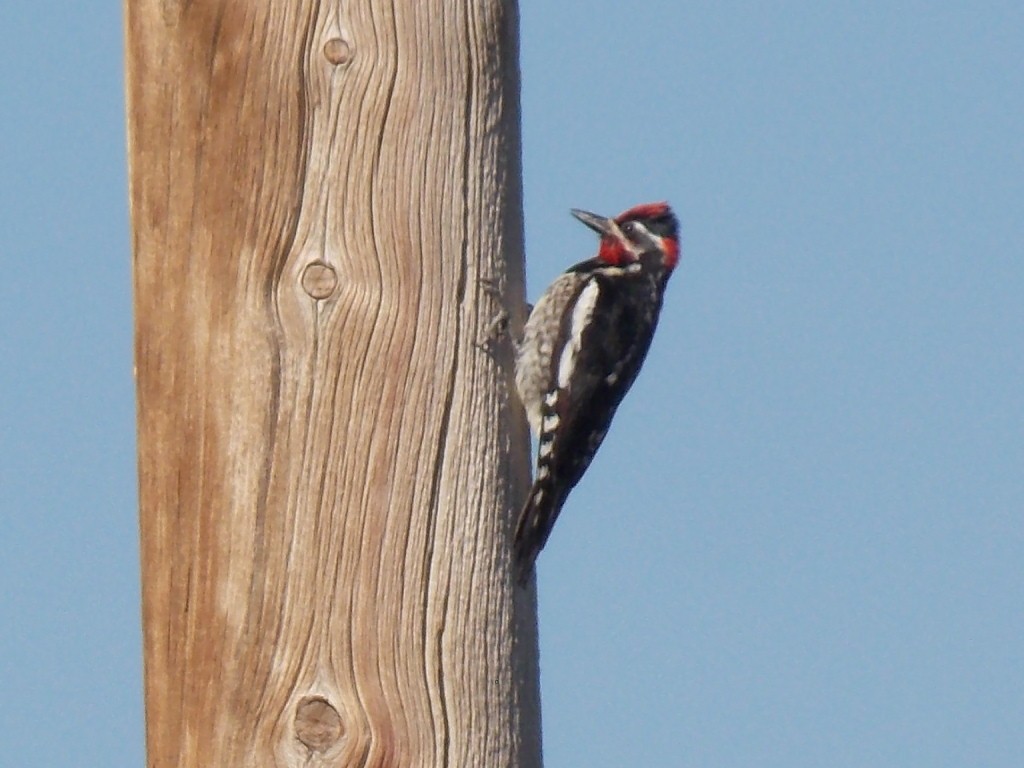 Red-naped Sapsucker - ML620792881