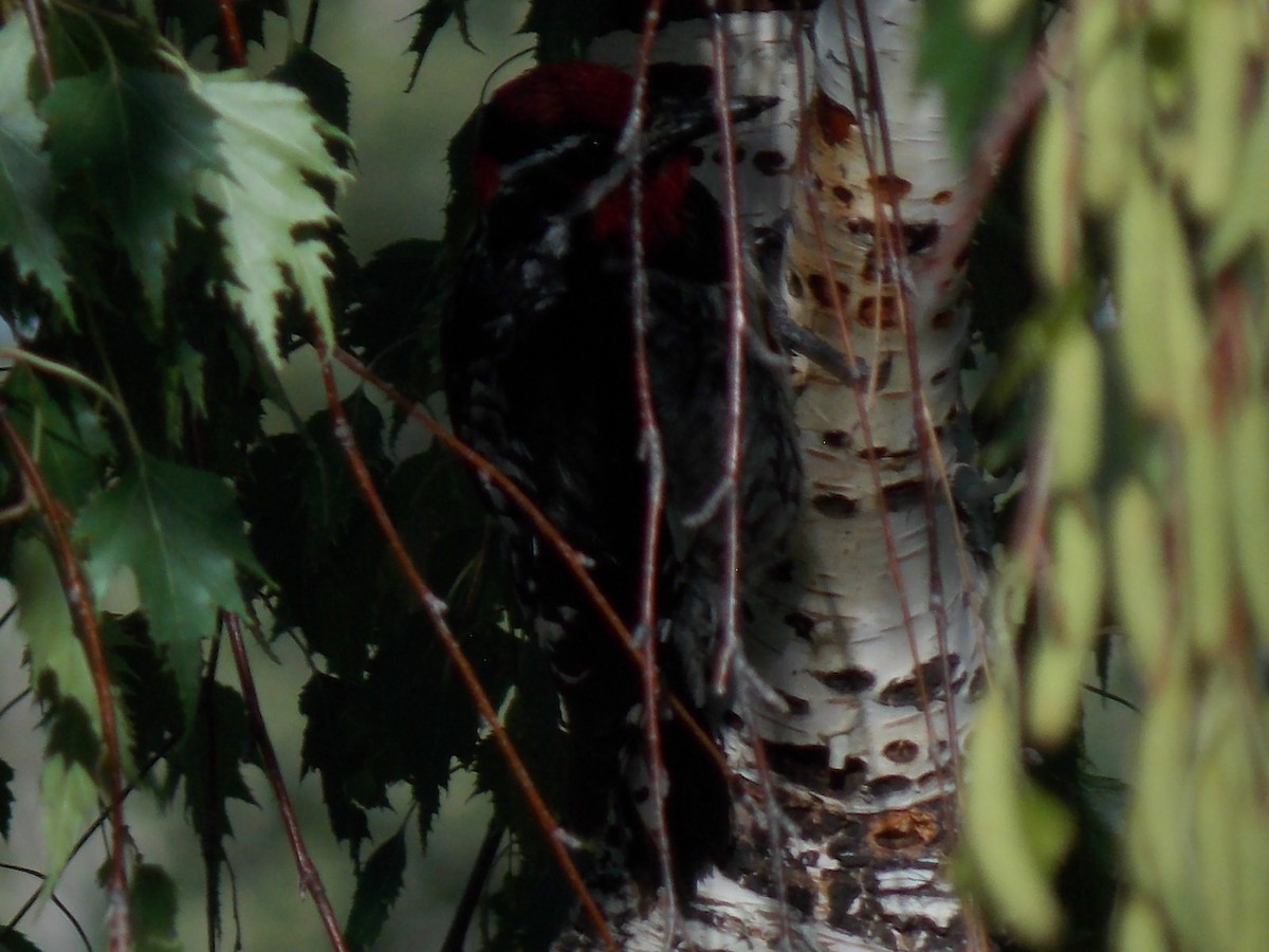 Red-naped Sapsucker - ML620792882