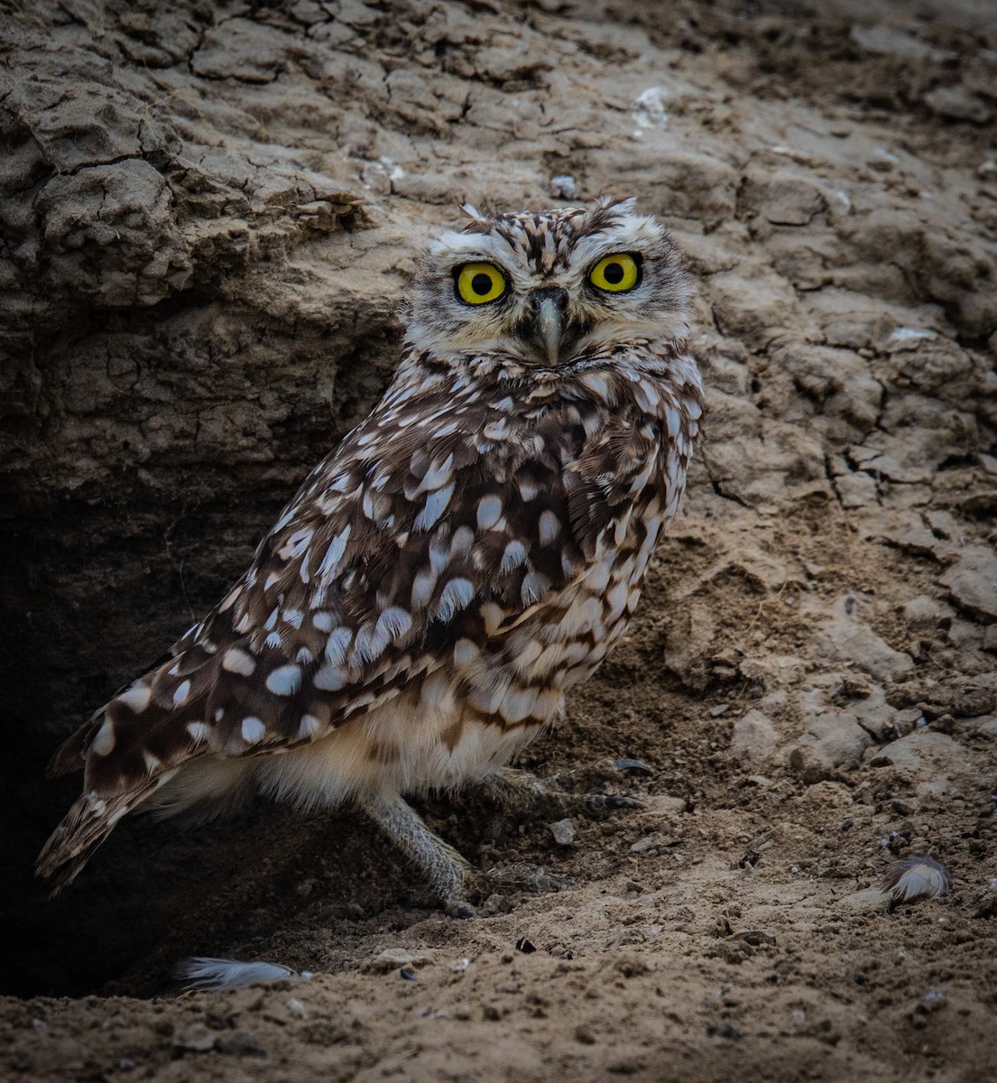 Burrowing Owl - ML620792884