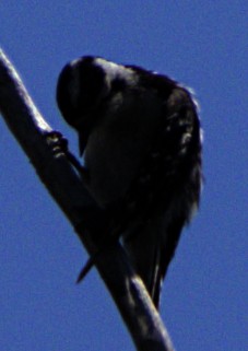 Downy Woodpecker - ML620792886