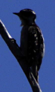 Downy Woodpecker - ML620792887