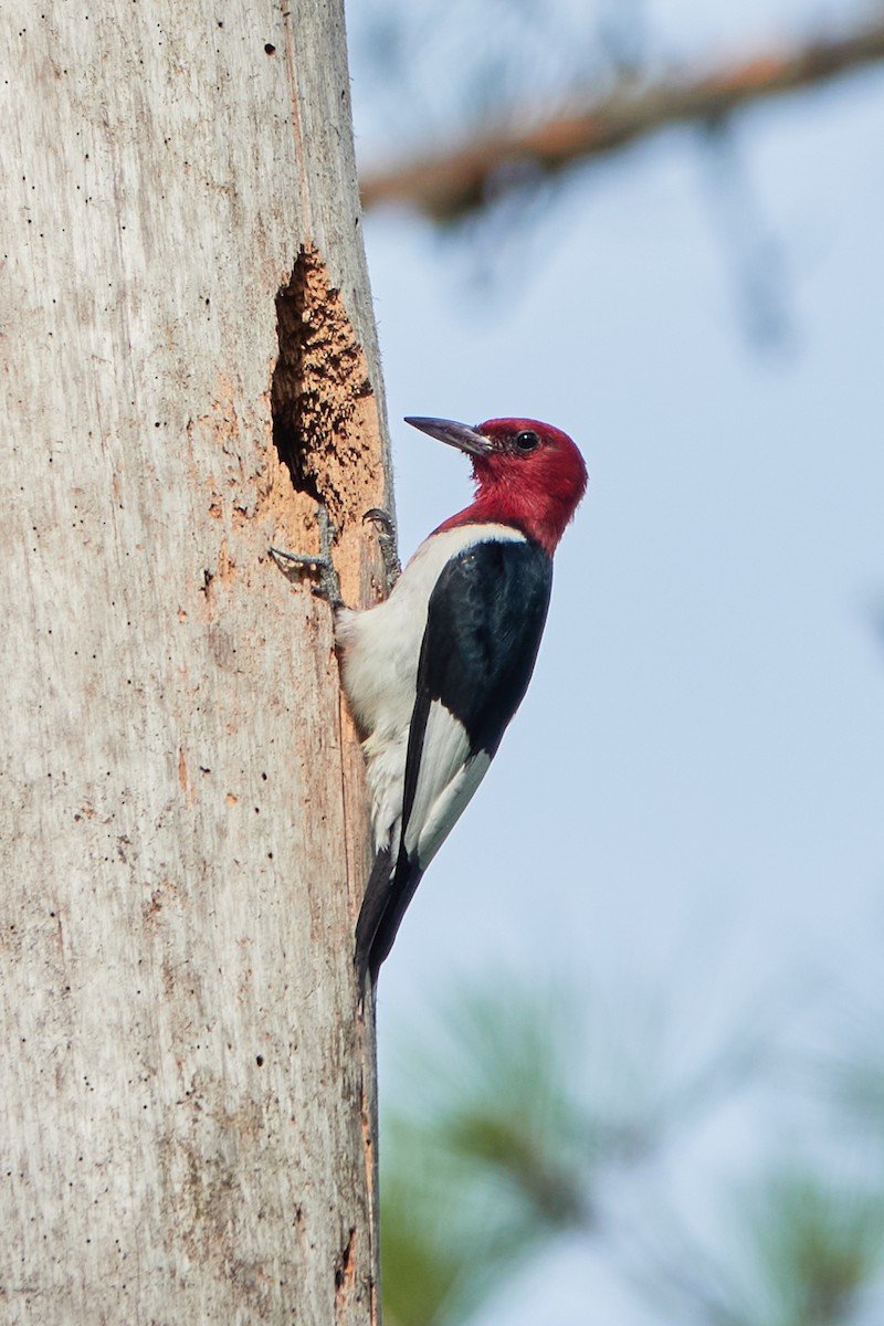 Red-headed Woodpecker - ML620792888