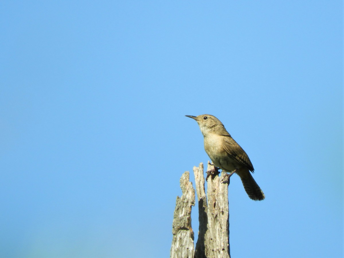 House Wren - ML620792889