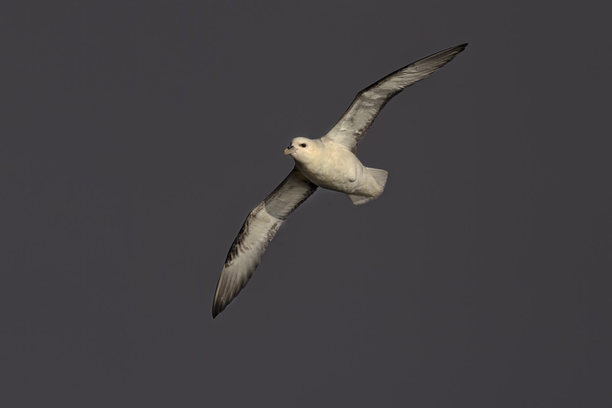 Northern Fulmar - ML620792913