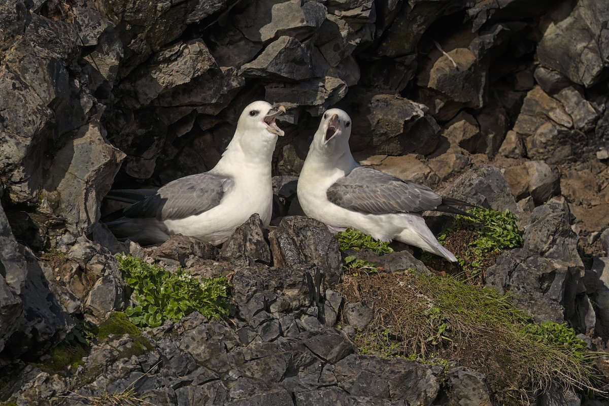 Northern Fulmar - ML620792916