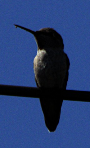 Anna's Hummingbird - ML620792919