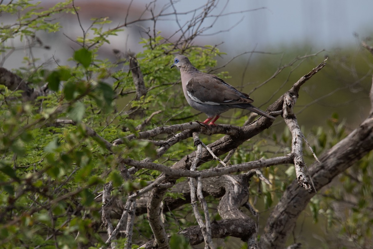 West Peruvian Dove - ML620792923