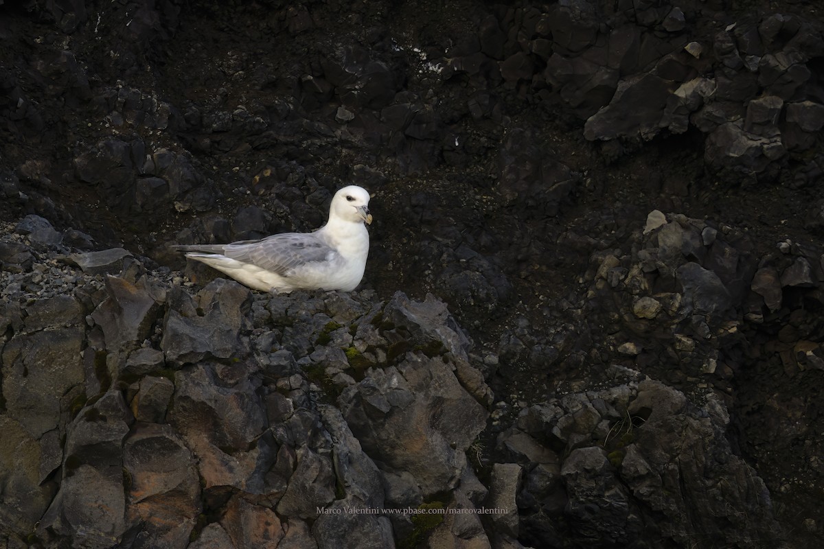 Northern Fulmar - ML620792924