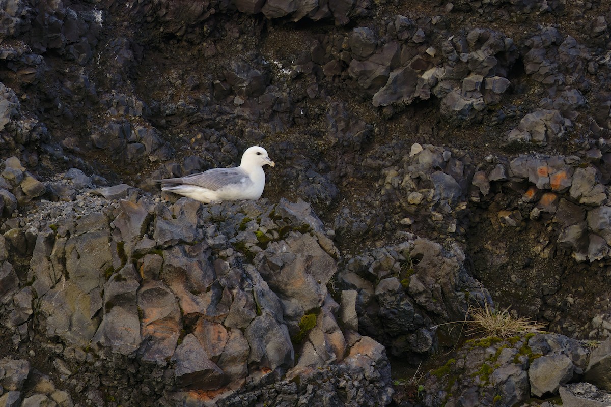 Northern Fulmar - Marco Valentini