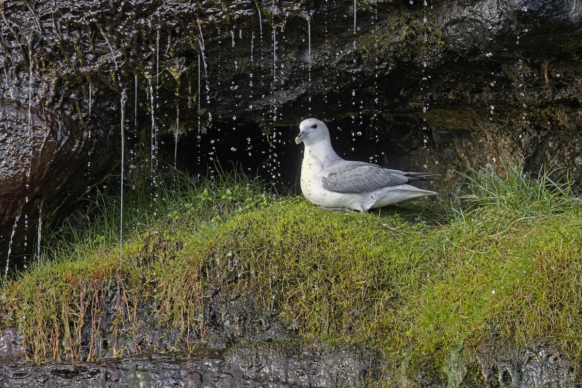 Northern Fulmar - ML620792926