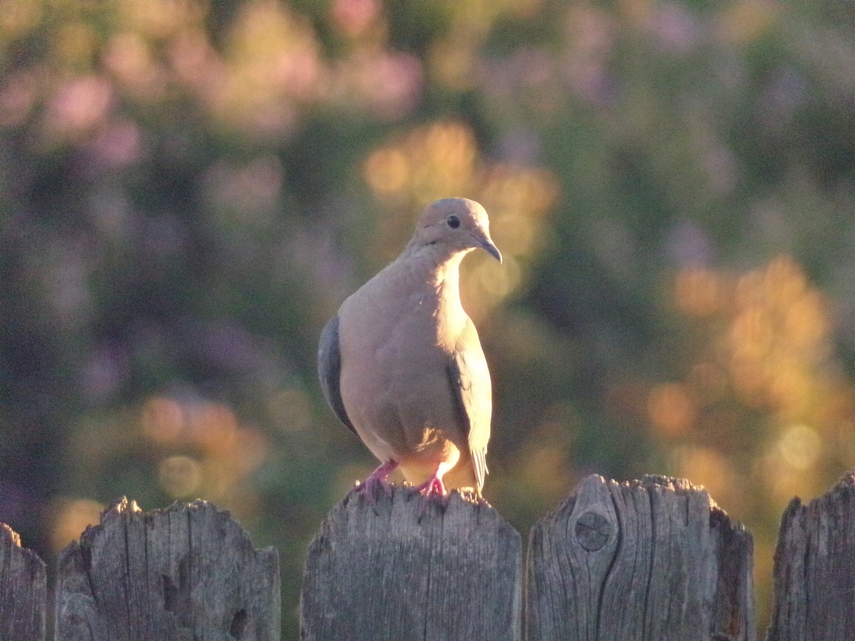 Mourning Dove - Texas Bird Family