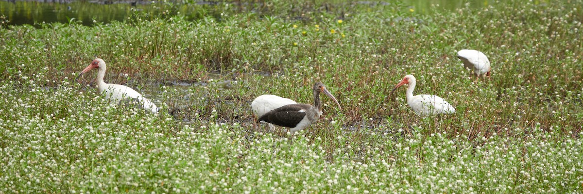 ibis bílý - ML620792936