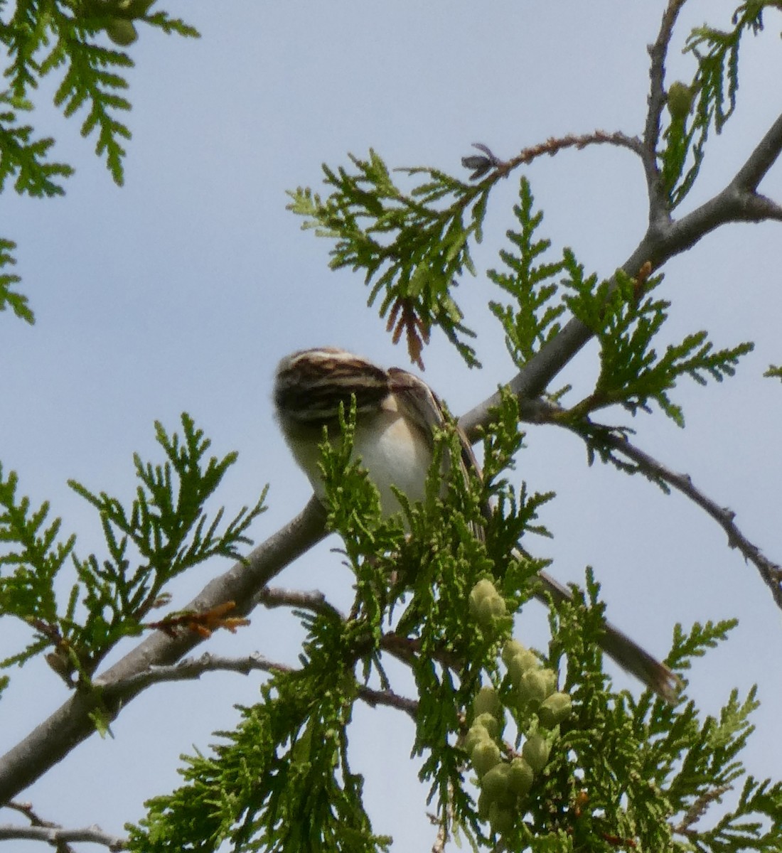 Clay-colored Sparrow - ML620792940